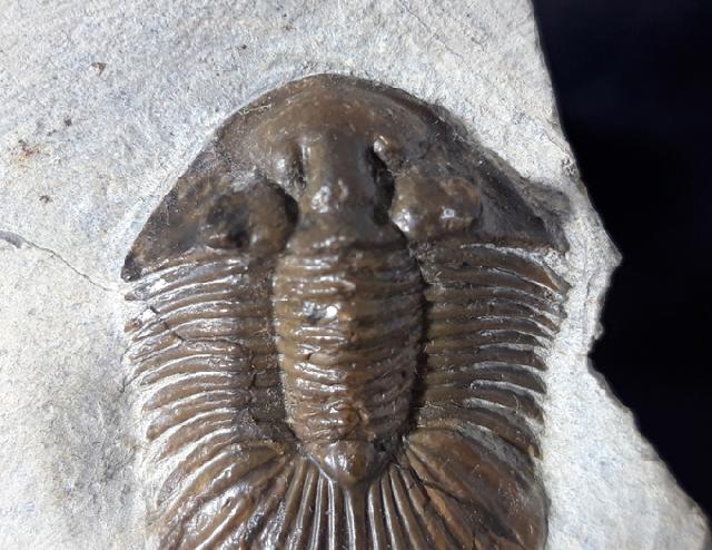 Scabriscutellum hammadi CHATTERTON et al. 2006 - Bild &copy; FossNet FossilienStore